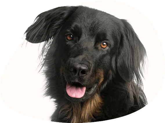 Zeus, der sanfte Riese